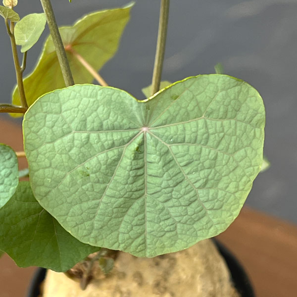 ステファニア:ブラッドバイン 3号鉢植え26-06