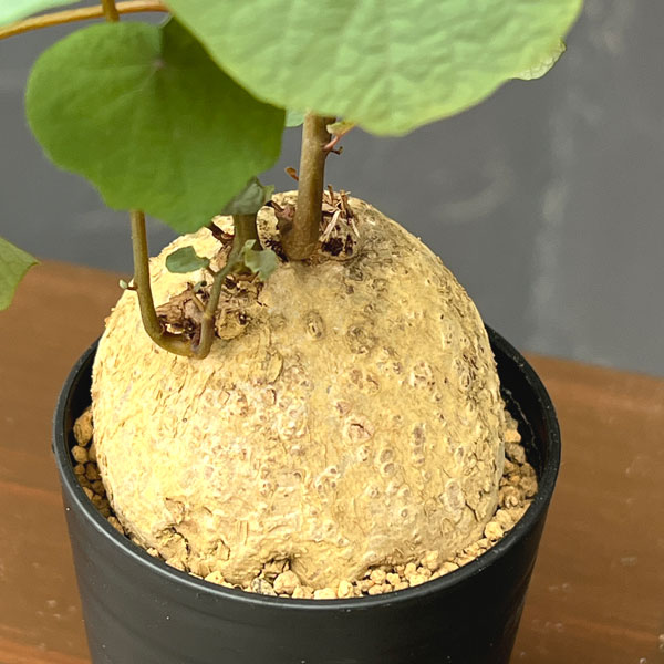 ステファニア:ブラッドバイン 3号鉢植え26-06