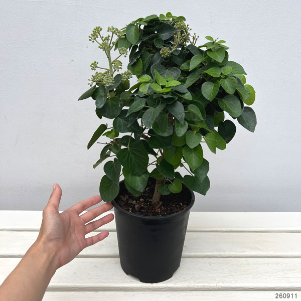 ヘデラ：アルボレッセンス コンパクタ6号鉢植え