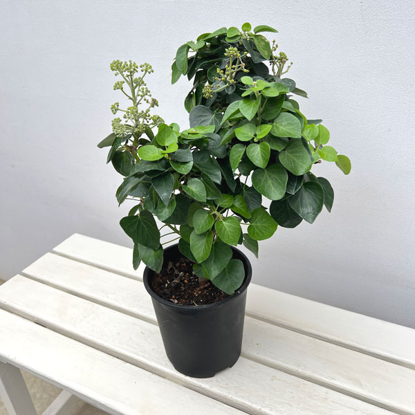 ヘデラ：アルボレッセンス コンパクタ6号鉢植え