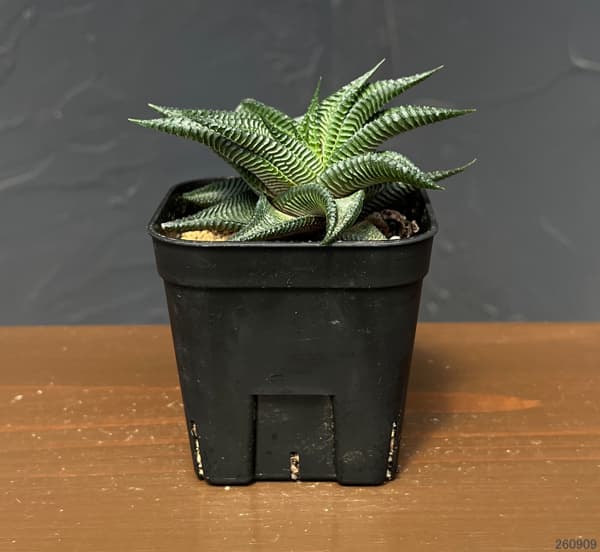 ハオルチア:ストリアータ瑠璃殿 3号鉢植え