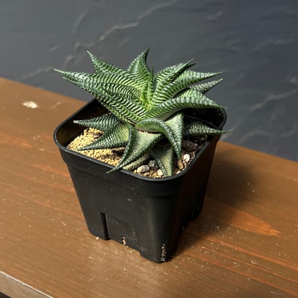 ハオルチア:ストリアータ瑠璃殿 3号鉢植え