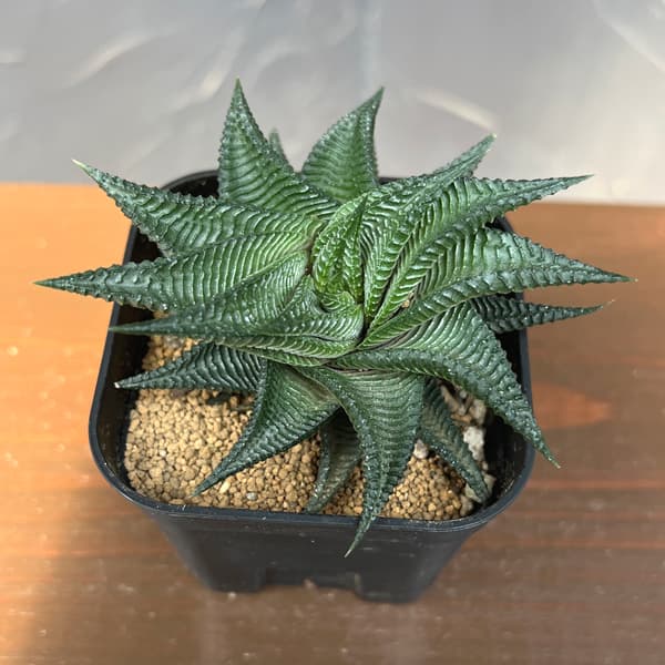 ハオルチア:ストリアータ瑠璃殿 3号鉢植え