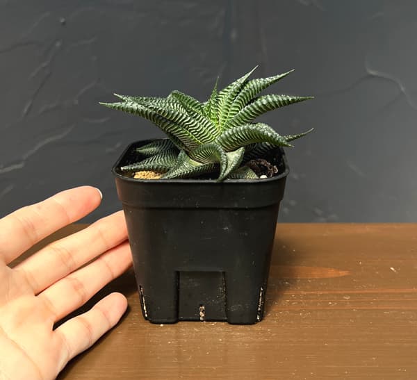 ハオルチア:ストリアータ瑠璃殿 3号鉢植え