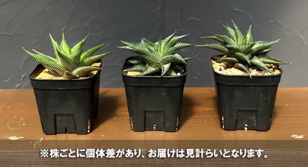 ハオルチア:ストリアータ瑠璃殿 3号鉢植え