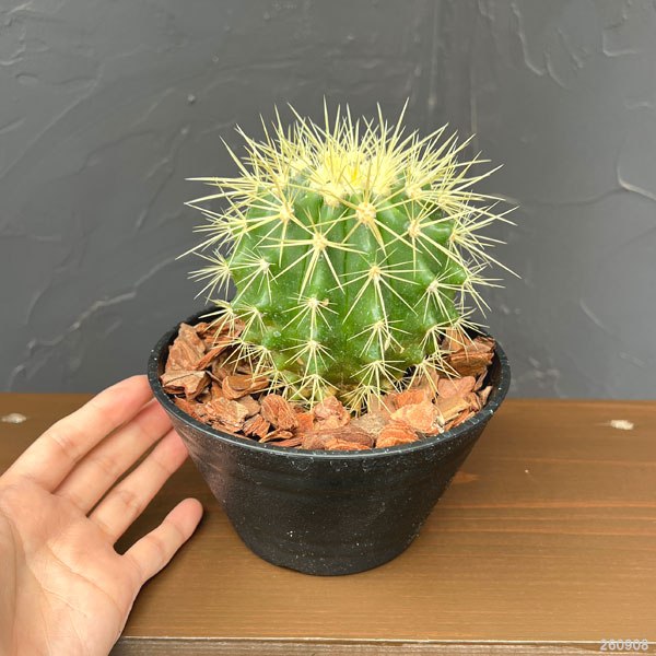 サボテン:金シャチ 5号鉢植え