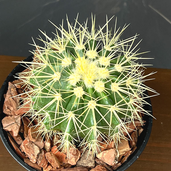 サボテン:金シャチ 5号鉢植え