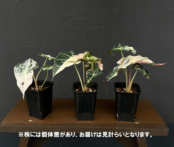 アロカシア：アマゾニカ・ポリー　バリエガータ　3号鉢植え