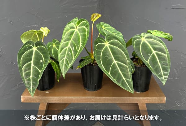 アンスリウム:レガレ 3号ポット*