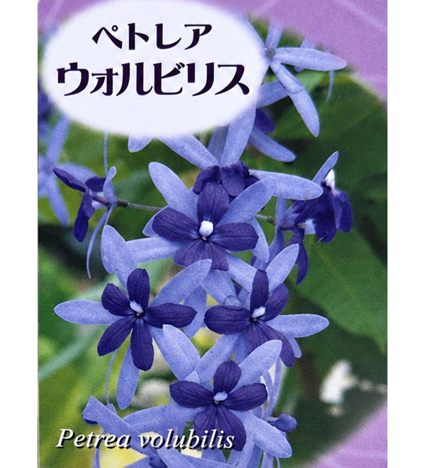 ペトレア:ヴォルビリス(紫)10号鉢植え26-01