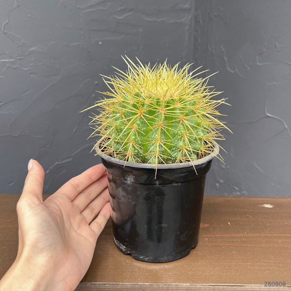 サボテン：金シャチ　4号鉢植え*