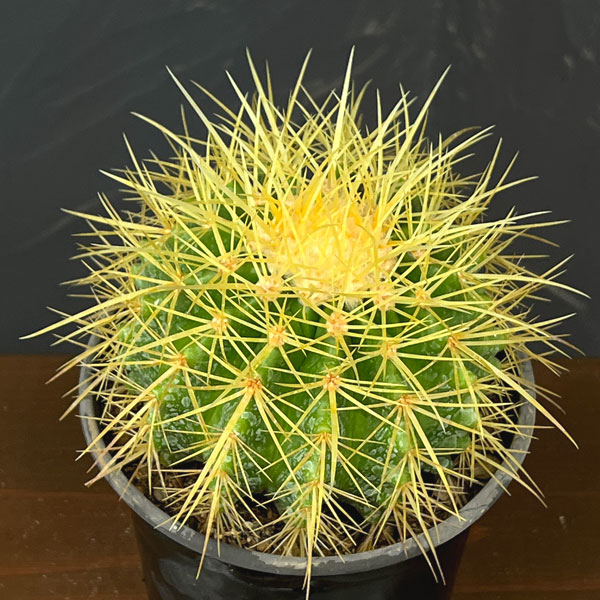 サボテン：金シャチ　4号鉢植え*