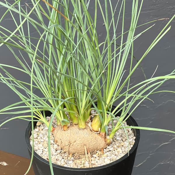 カリバナス:フーケリー 5号鉢植え26-01