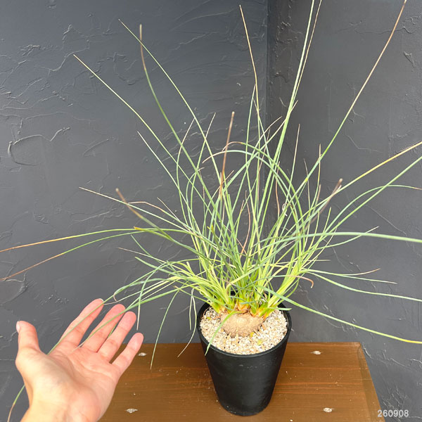 カリバナス:フーケリー 5号鉢植え26-02