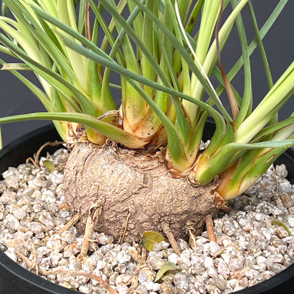 カリバナス:フーケリー 5号鉢植え26-02