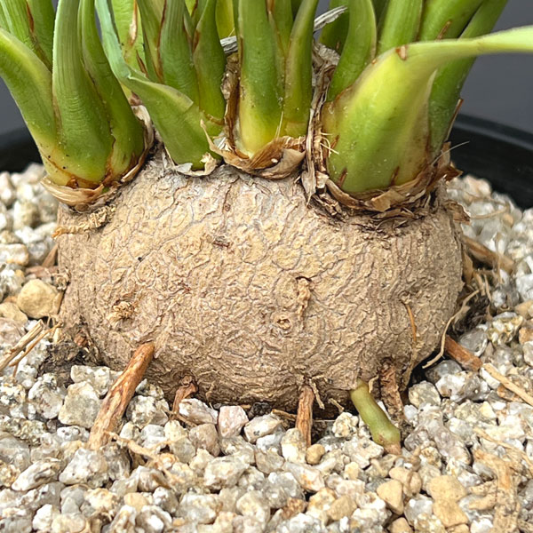 カリバナス:フーケリー 5号鉢植え26-03