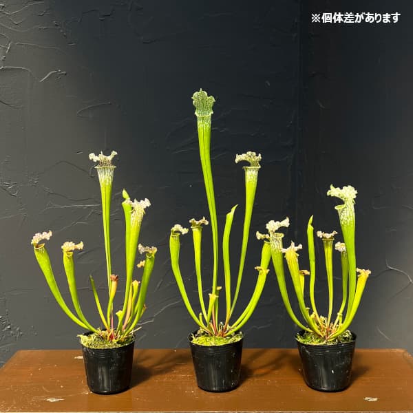 サラセニア：レウコフィラ 12# 2号ポット