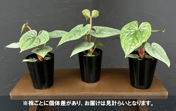 アンスリウム:ルクリアンス 3.5号ポット