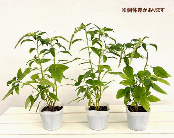 アマランサス：コーダタス　ビリディス3.5号ポット