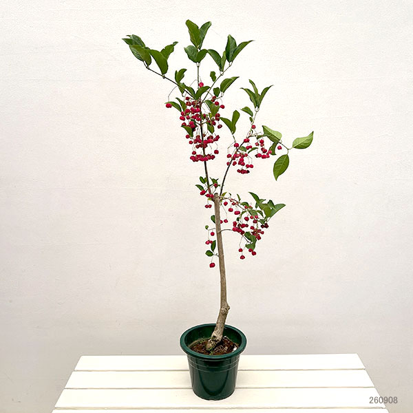 マユミ：緋玉（ヒギョク）マユミ6号鉢植え