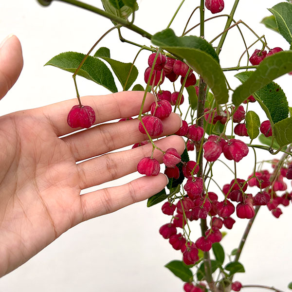 マユミ：緋玉（ヒギョク）マユミ6号鉢植え