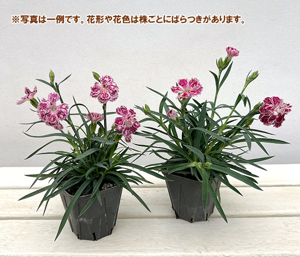 ダイアンサス：ロカブレンド（ROKAさん交配×広原園さん選抜）レッドスプラッシュ系　3-3.5号ポット