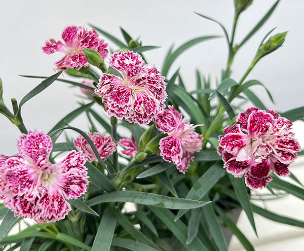 ダイアンサス：ロカブレンド（ROKAさん交配×広原園さん選抜）レッドスプラッシュ系　3-3.5号ポット
