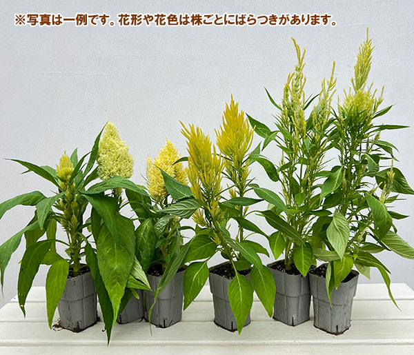 セロシア(ケイトウ):ロカブレンド試作株 クリーム~イエロー系 3-3.5号ポット(ROKAさん交配×広原園さん選抜)