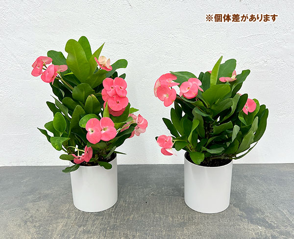 ハナキリン:ティアラ アレクサンドラ4号鉢入り