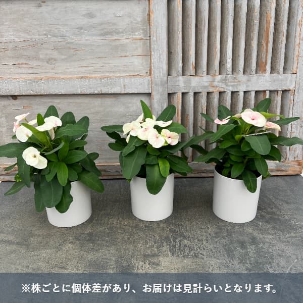 ハナキリン:ティアラ フィオナ4号鉢入り