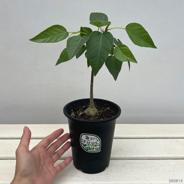 フィカス:パルメリー 4号鉢植え