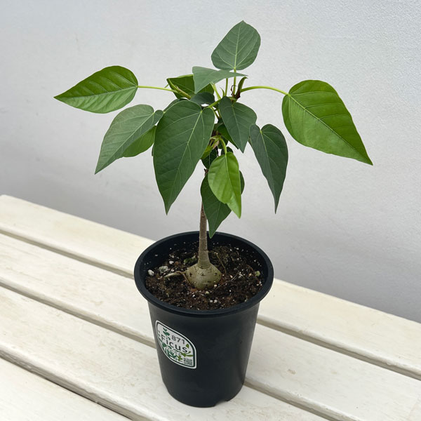 フィカス:パルメリー 4号鉢植え