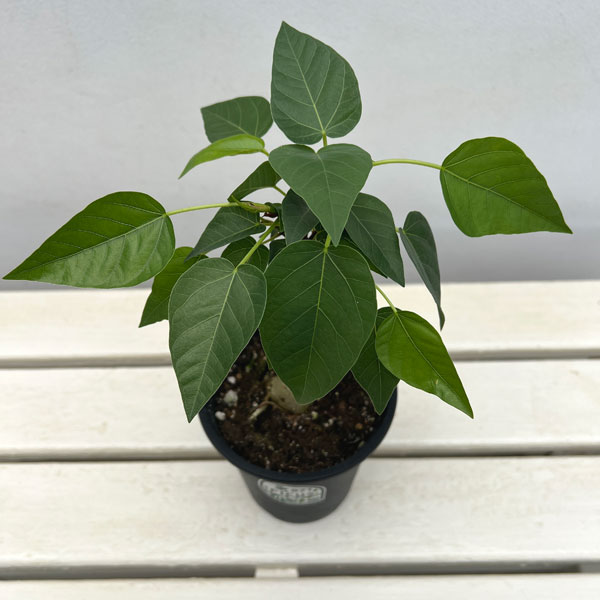 フィカス:パルメリー 4号鉢植え