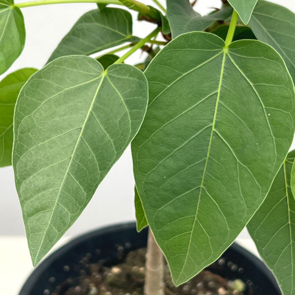 フィカス:パルメリー 4号鉢植え