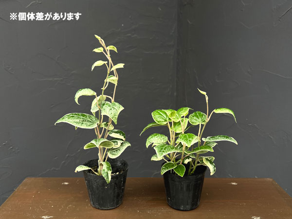 ピペル：ミント　 2.5号ポット