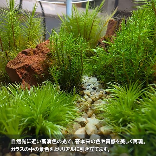 テラリウム専用育成ライト:GROW 01(グロウ01ホワイト)