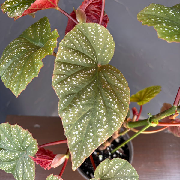 ベゴニア:ダンシングガール 4号鉢植え