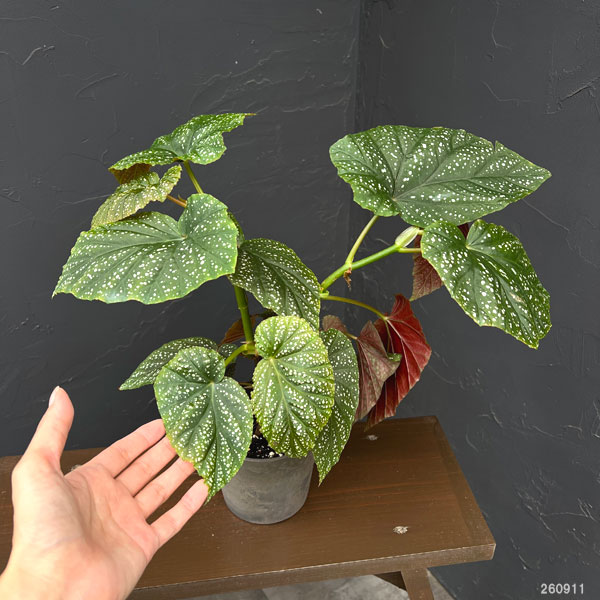 ベゴニア:バチエンシス 4号鉢植え