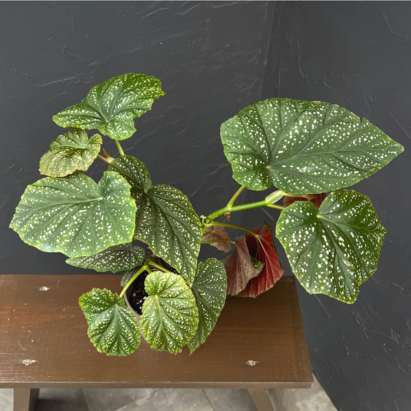 ベゴニア:バチエンシス 4号鉢植え