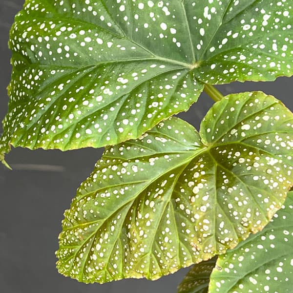 ベゴニア:バチエンシス 4号鉢植え