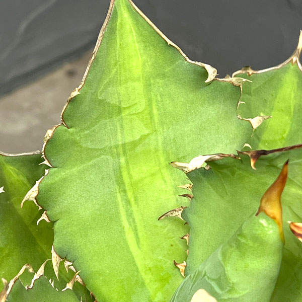 アガベ:チタノタ(実生) 6号26-02
