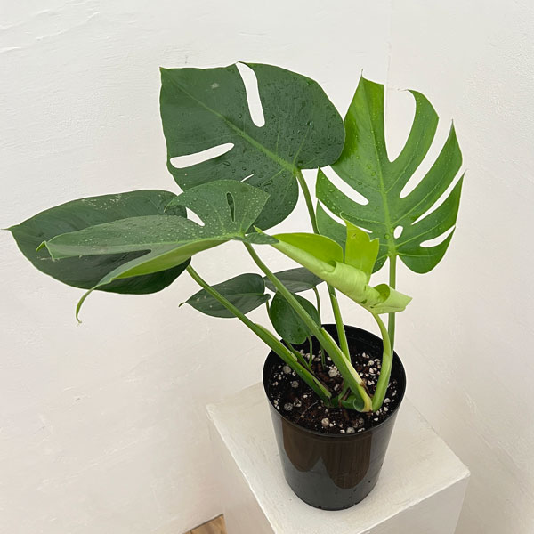 モンステラ:デリシオサ コンパクタ(TC苗)5号鉢植え