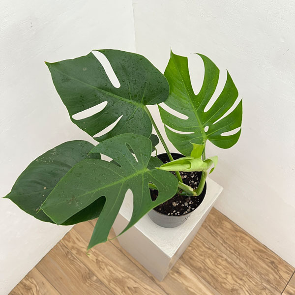 モンステラ:デリシオサ コンパクタ(TC苗)5号鉢植え