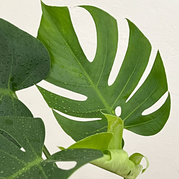 モンステラ:デリシオサ コンパクタ(TC苗)5号鉢植え