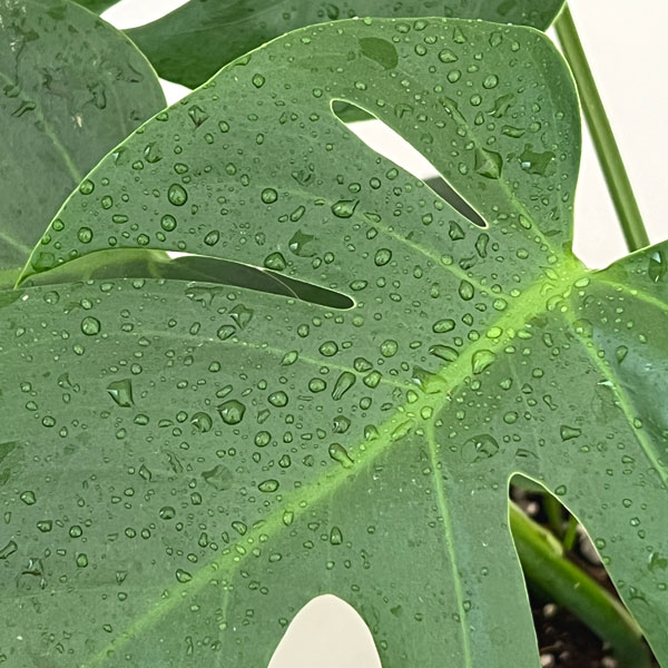 モンステラ:デリシオサ コンパクタ(TC苗)5号鉢植え