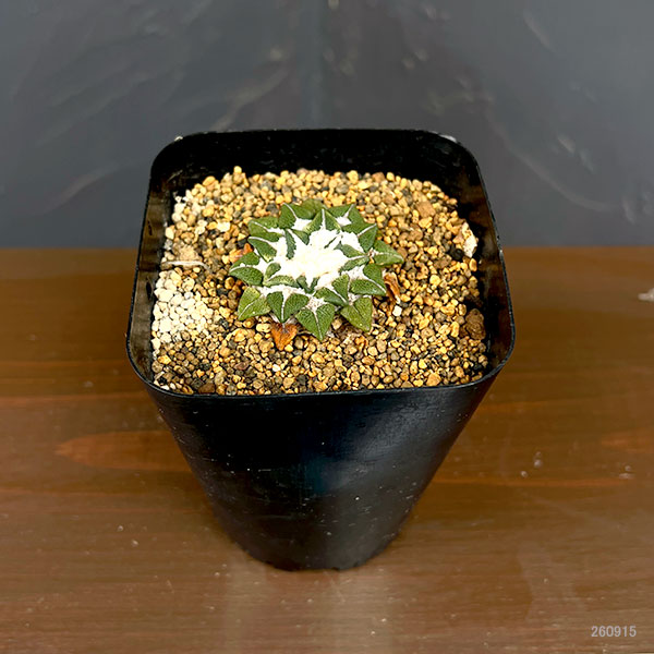 サボテン:アリオカルプス 黒牡丹 3.5号鉢植え26-01