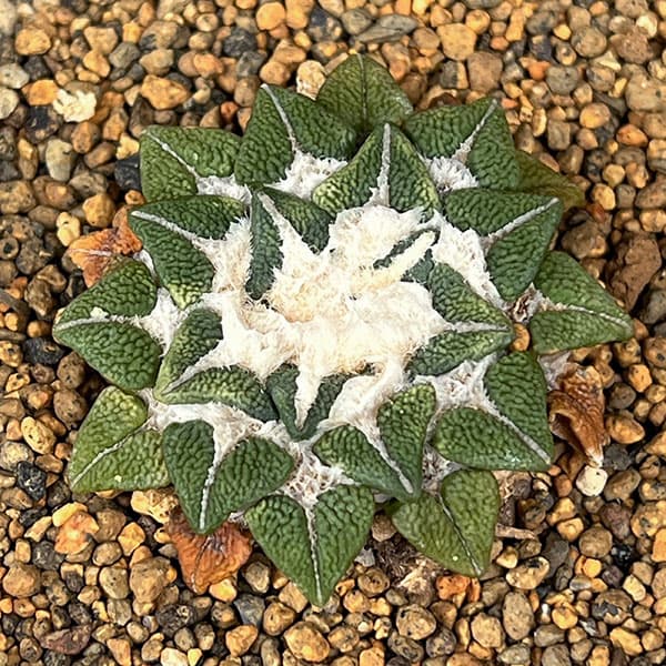 サボテン:アリオカルプス 黒牡丹 3.5号鉢植え26-01