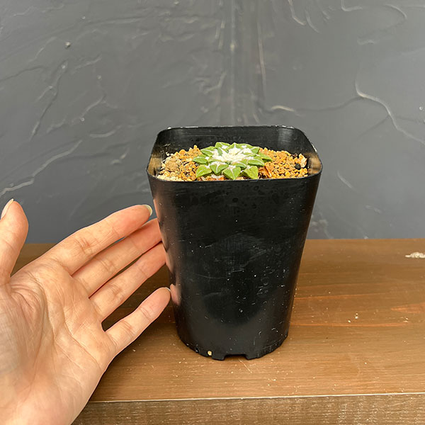サボテン:アリオカルプス 黒牡丹 3.5号鉢植え26-01