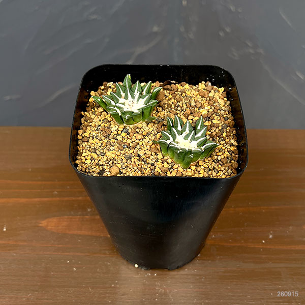 サボテン:アリオカルプス 黒牡丹 3.5号鉢植え26-02
