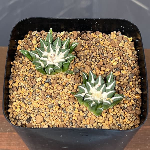サボテン:アリオカルプス 黒牡丹 3.5号鉢植え26-02